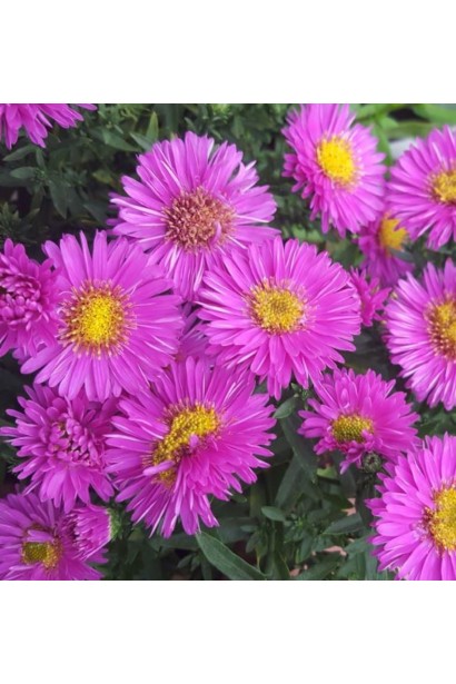 Aster dumosus Starlight